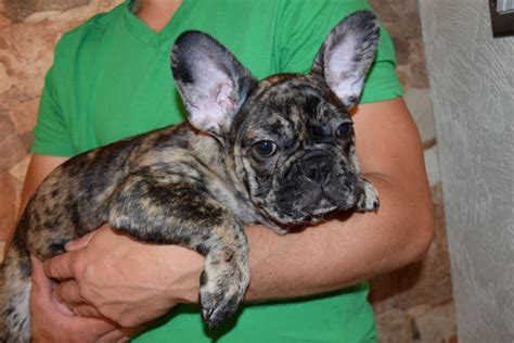 See more of french and english bulldog puppies for sale on facebook. Last Choc Merle Boy French bulldog | Kings Lynn, Norfolk ...