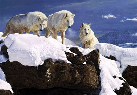 Wolfpack Winter Artwork Predators Wolves Painting Snow Rocks Hd