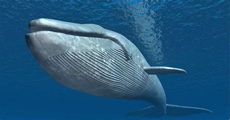 Blue Whale Animal Facts Balaenoptera Musculus A Z Animals