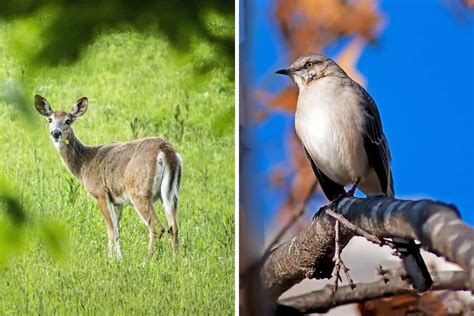 5 Arkansas State Animals Wildlife Informer