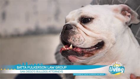 Injured In An Accident Hire A Bulldog Attorney Batta Fulkerson Law