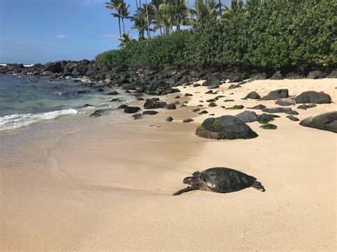 Oahu Snorkeling The 5 Best Spots You Should Never Miss TouristSecrets