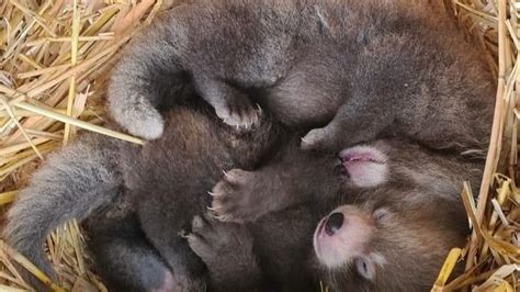 New Born Red Panda Twins Give Double Hope For The Endangered Species