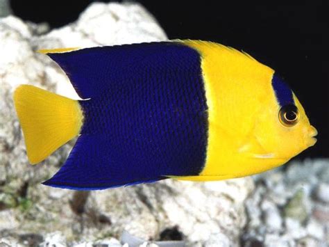 Yellow And Blue Animals Bing Εικόνες Angel Fish Sea Fish Marine Fish