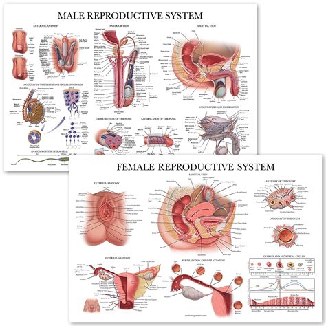 Male And Female Reproductive System Anatomical Charts Palace Learning