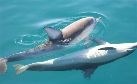 Common Dolphins Mating Mating Common Dolphins Flickr
