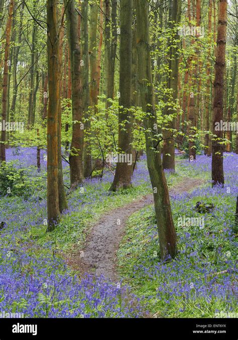 Bluebell Woods Near Henley In Arden Warwickshire English Bluebells