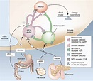 | Hypothalamic control of global energy balance. Appetite is regulated ...