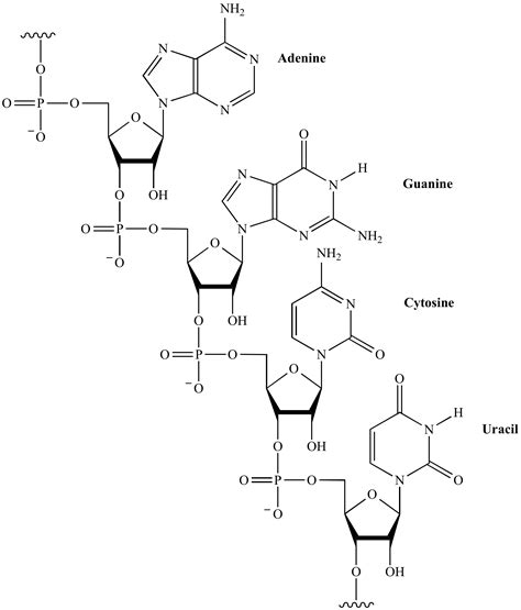Rna Nucleotide Structure