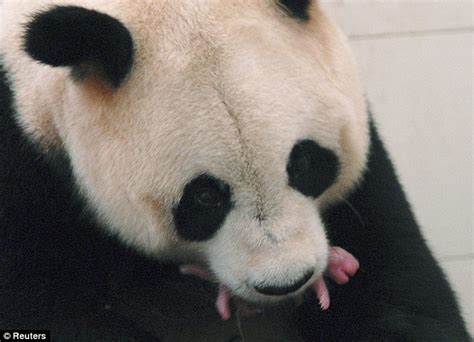 Thai Panda Welcome To The World Heart Warming Pictures Show Giant