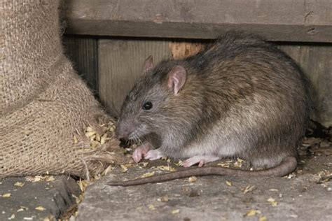 Britain Overrun With Giant 2ft Super Rats Daily Star