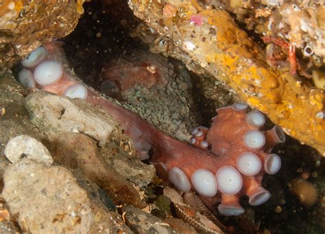 Giant Pacific Octopus Habitat