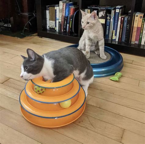 It's becoming more and more common for people to adopt cats from a local shelter. Adopting a Kitten vs an Older Cat | Happy Cat Corner