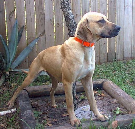 Black Mouth Cur My Dog Breeders Part 96