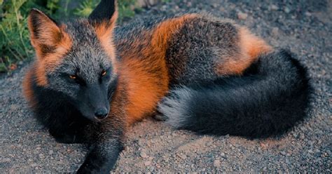 Incredible Photos Of Cross Fox Go Viral After People Say It Looks Like A Pokémon