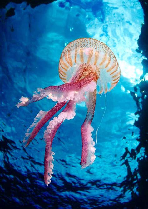 Jellyfish Beautiful Sea Creatures Sea Animals Ocean Creatures