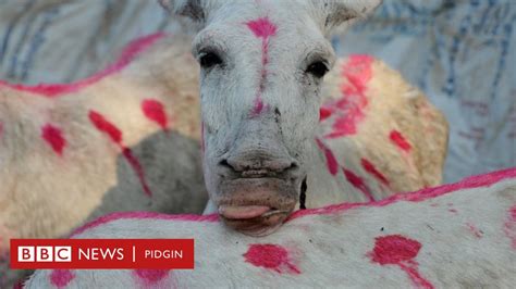 New Video Show How Donkeys Dey Die For Medicine For China Bbc News Pidgin