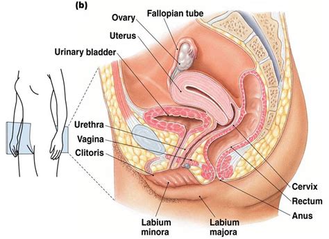  vas deferens — the vas deferens is a long, muscular tube that travels from the epididymis into the pelvic cavity, to just behind the bladder. Women Sexual Organs - Spy Cam Porno