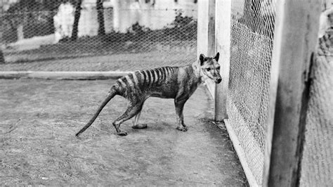 New Support For Some Extinct Tasmanian Tiger Sightings The New York Times