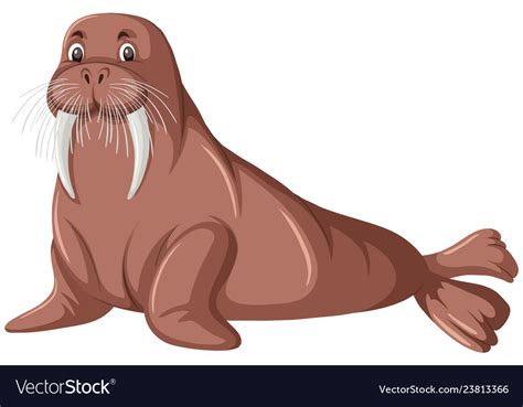 A Walrus On White Background Royalty Free Vector Image