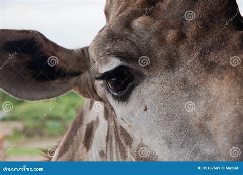 Giraffe Eye Stock Image Image Of Giraffa Bush Head 35187669