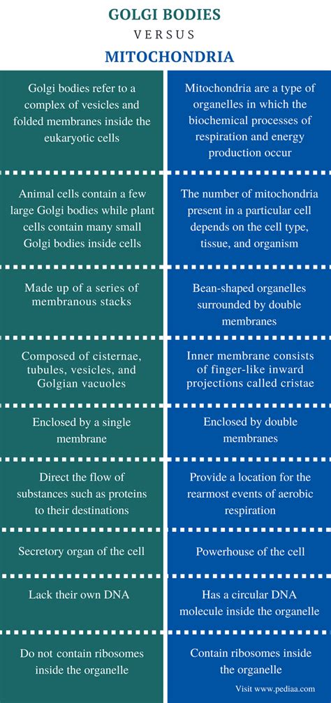It was discovered by italian physician camillo golgi in 1898, and is the easiest way to understand the main function of the golgi apparatus is to think of a post office. Difference Between Golgi Bodies and Mitochondria ...