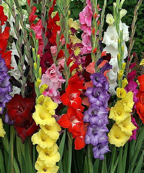This Mixed Gladiolus Bulb Set Of 20 By Leo Berbee Bulb Company Is