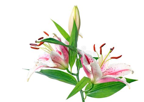 Pink Lily Stock Image Image Of Nature Background White 18824713