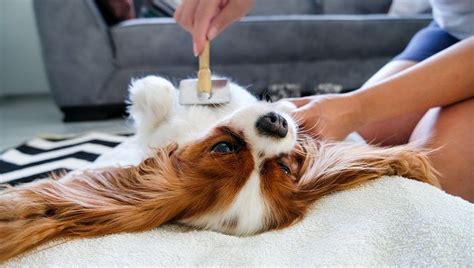 10 Common Dog Grooming Mistakes And How To Avoid Them Dogtime In 2021