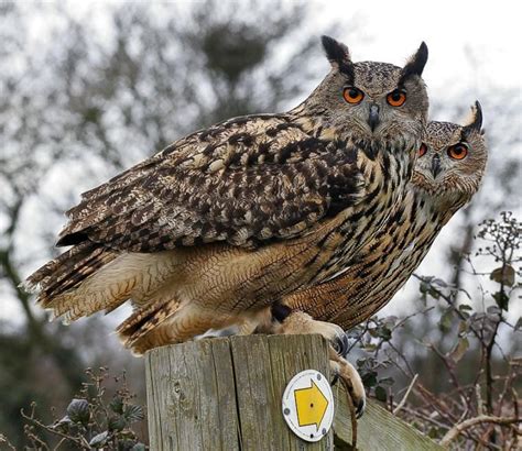 European Eagle Owls Owl Animals Owl Pictures