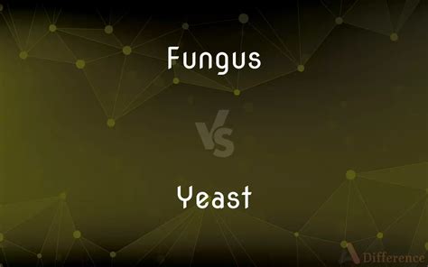 Fungus Vs Yeast — Whats The Difference