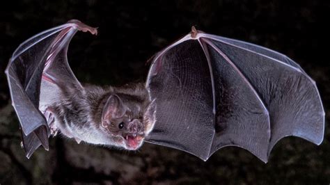 Vampire Bats Thirst For Blood Explained