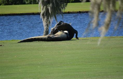 Two Alligators Engage In Battle On A Florida Golf Course 7 Pics