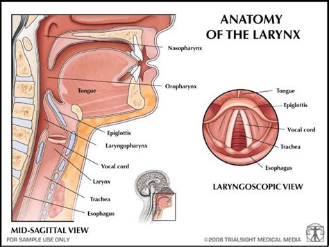 Anatomy Of The Larynx Human Anatomy And Physiology