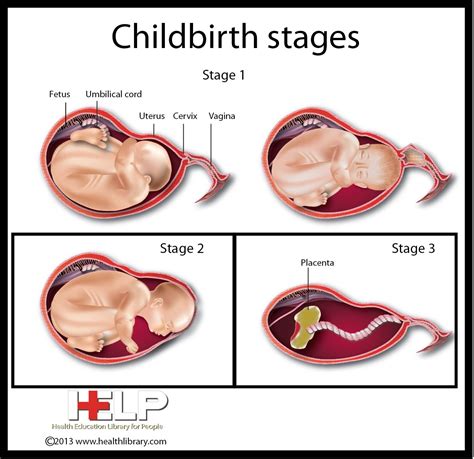 Pin On Pregnancy And Childbirth