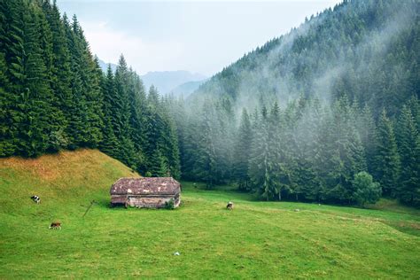 Free Images Tree Outdoor Wilderness Fog Mist Field Farm Meadow