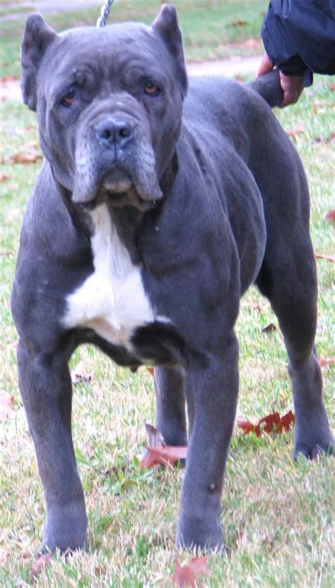 Puppyfinder.com is your source for finding an ideal puppy for sale in usa. Cheap Cane Corso Puppies For Sale Near Me