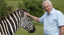 David Attenborough’s Natural Curiosities | BBC America