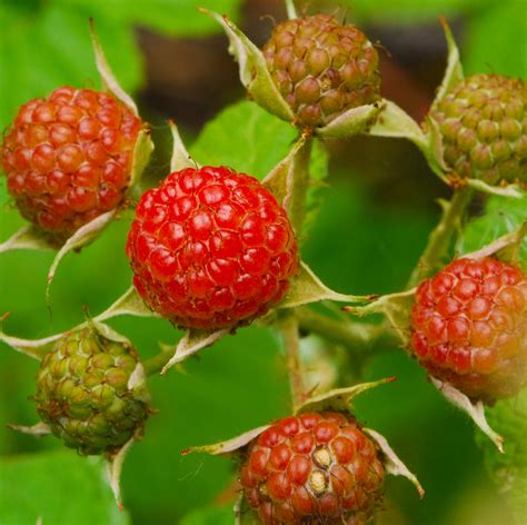 Common Dewberry Rubus Flagellaris Kessler Railroad Prair Flickr
