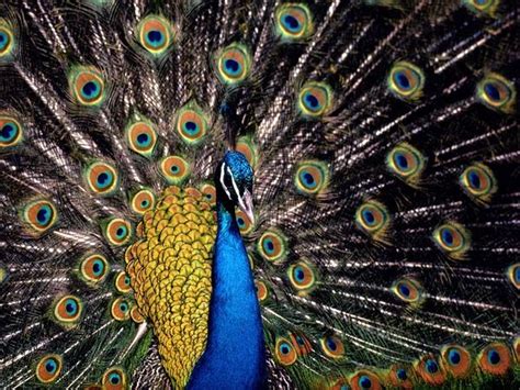 Peacock Endangered Animals Facts Wildlife Pictures And