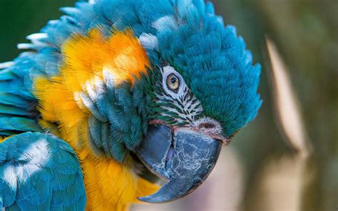 Colorful Parrot Wallpapers Wallpaper Cave