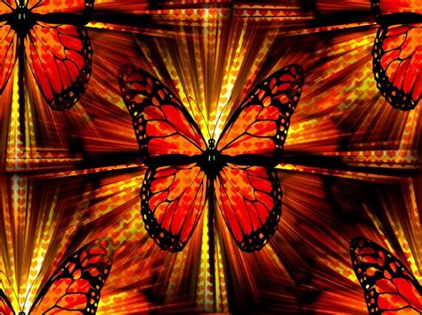 Butterfly Colour Orange Butterfly Wallpaper Butterfly Wallpaper