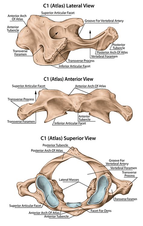 The 1st thoracic vertebra is considered an atypical because of the complete costal facet for the however, being the transitional form between the cervical vertebra and typical thoracic, it shares. Difference Between Typical And Atypical Cervical Vertebrae ...