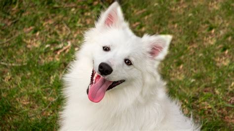 American Eskimo The Ultimate Guide Blog Breed Expert