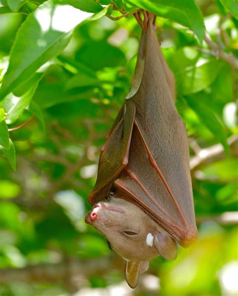 Fruit Bat Mammal Britannica