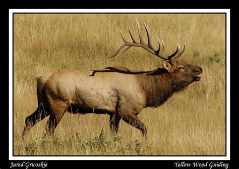 Monster Bull Elk A Gallery On Flickr