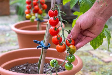 Feeding Tomatoes My Complete Guide Patient Gardener