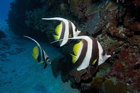 Great Barrier Reef Marine Wildlife Guide Divers Den