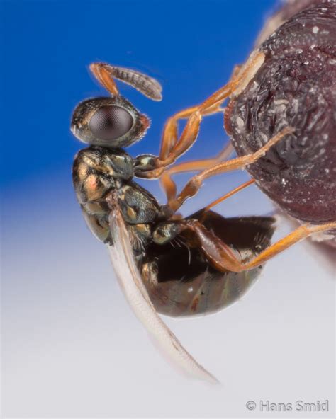 Nasonia Parasitoids Bugsinspacenl