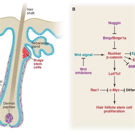 Stem Cells Within Their Niche In The Bone Marrow A Schematic Diagram